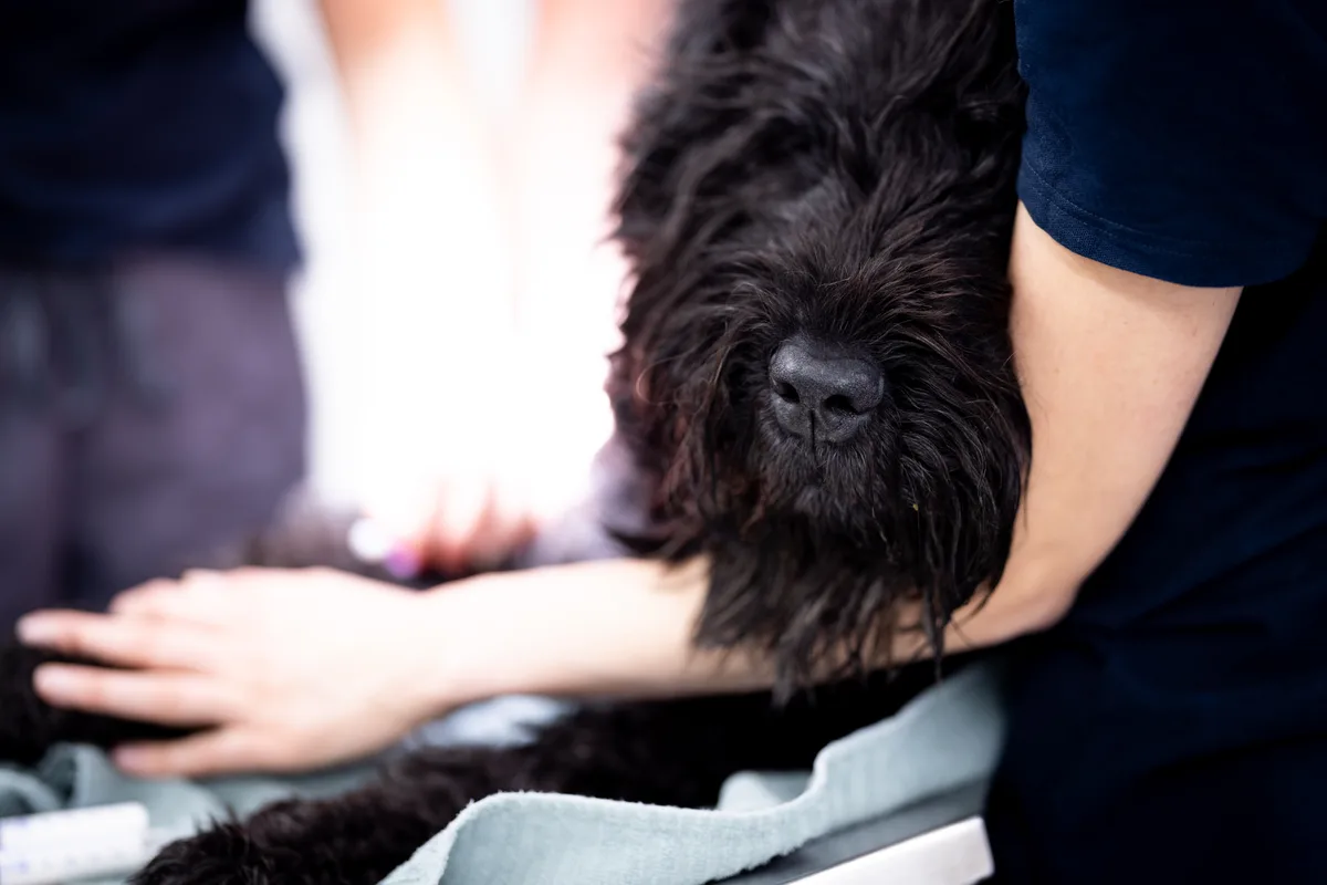 Eine Tierarztpraxisassistentin hält den Kopf eines einschlafenden Hunds.